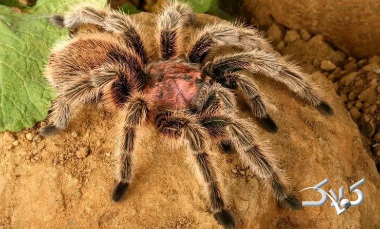 رتیل پشم صورتی