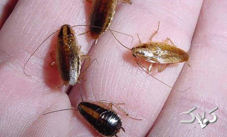 سوسکهای حمام