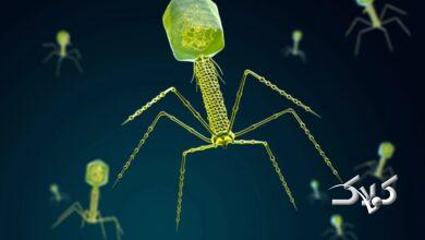 ویروس معدنچی