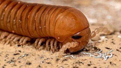 فسیل هزارپا