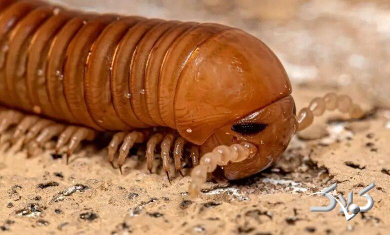 فسیل هزارپا