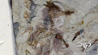 راز پرنده‌