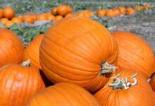 انتخاب بهترین کدو حلوایی