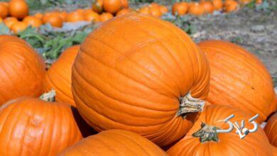 انتخاب بهترین کدو حلوایی