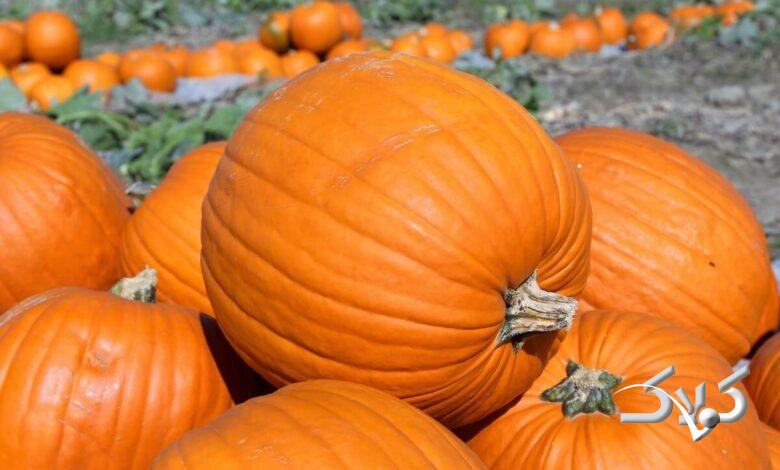 انتخاب بهترین کدو حلوایی