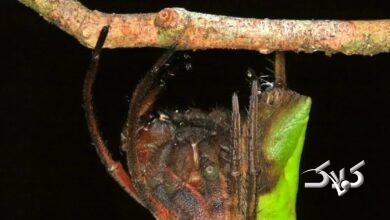 عنکبوت پالتیز