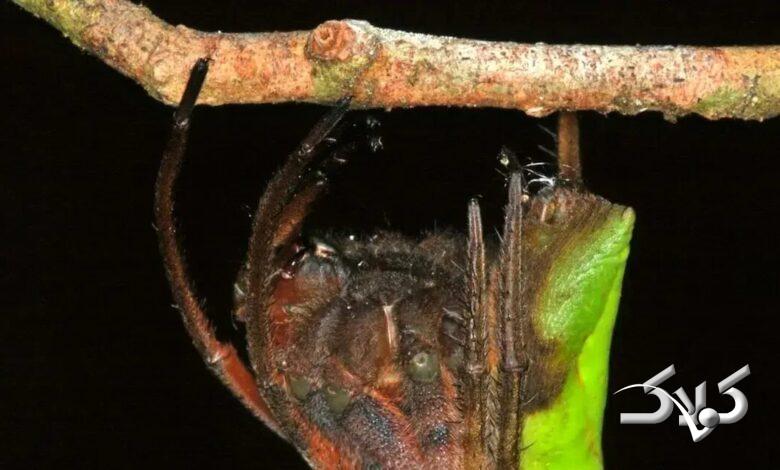 عنکبوت پالتیز