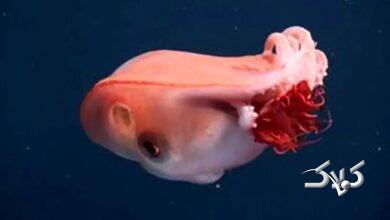 هیولای ژلهای