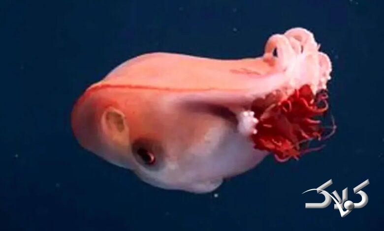 هیولای ژلهای