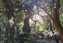 قدیمی‌ترین درخت انگور جهان