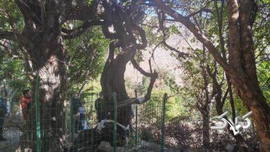 قدیمیترین درخت انگور جهان