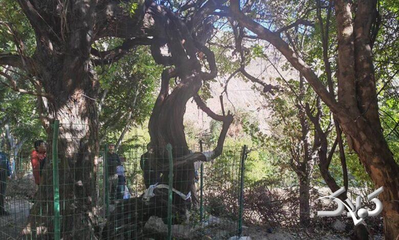 قدیمی‌ترین درخت انگور جهان