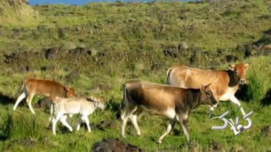 گاوهای فراموششده