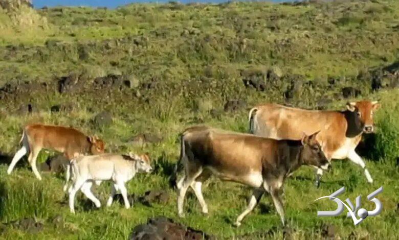 گاوهای فراموششده