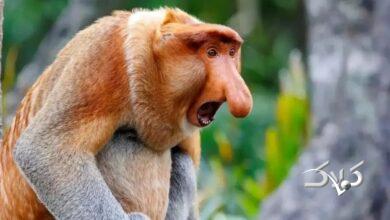 میمونهای بینیدراز