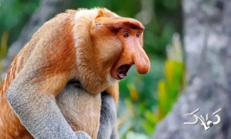 میمونهای بینیدراز