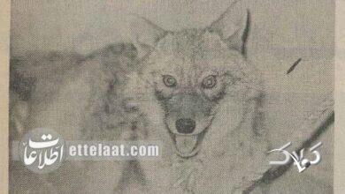 شکار گرگ در بانک سپه شاد آباد خبرساز شد! +عکس