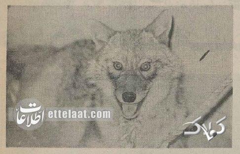 شکار گرگ در بانک سپه شاد آباد خبرساز شد! +عکس