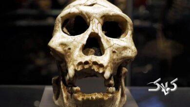 روایت تکامل انسان