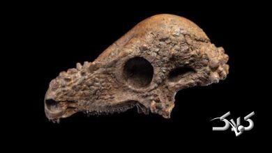 جمجمه دایناسوری