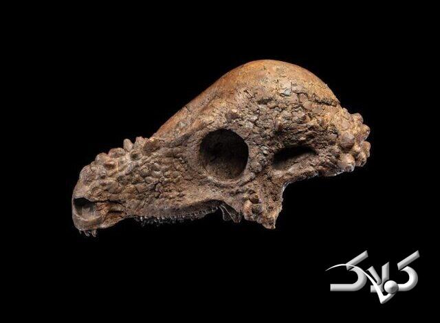 جمجمه دایناسوری