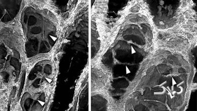 کشف فسیلی ۴۰۰ میلیونساله