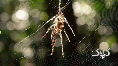 عنکبوت