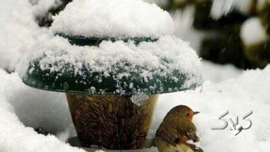 زمستان گذرانی