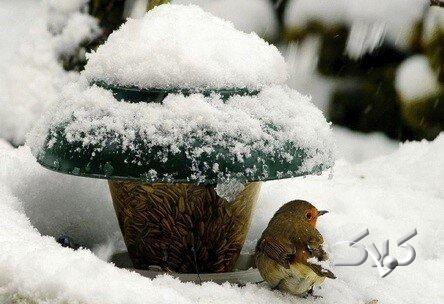 زمستان گذرانی