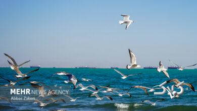 وضعیت جوی و دریایی استان بوشهر آرام است