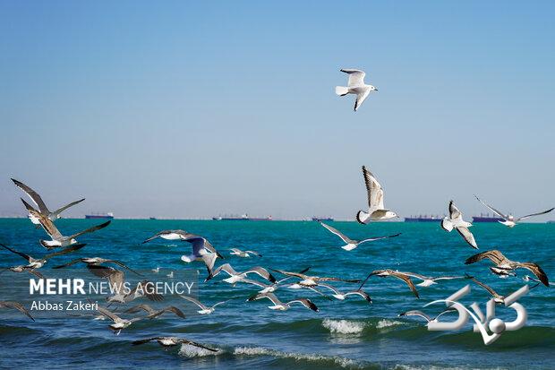 وضعیت جوی و دریایی استان بوشهر آرام است