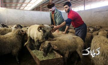 قیمت جدید دام زنده اعلام شد/ دادرس: گوشت را نباید از این قیمت بالاتر بفروشند؛ قیمت گوشت منطقی نیست