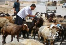 قیمت جدید دام‌زنده ۲۴ آذرماه ۱۴۰۴ اعلام شد/ افزایش قیمت گوسفند و گوساله، عجیب شد + جدول