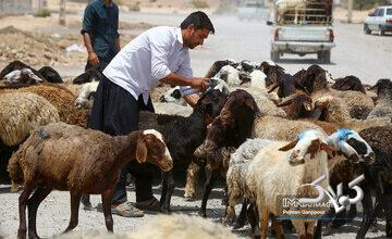 قیمت جدید دامزنده ۲۴ آذرماه ۱۴۰۴ اعلام شد/ افزایش قیمت گوسفند و گوساله، عجیب شد + جدول