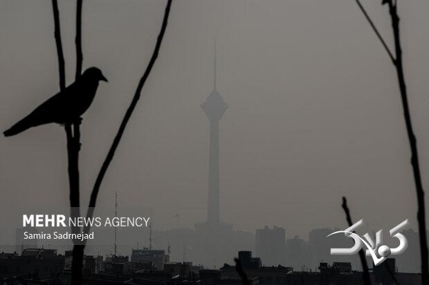 مدارس ابتدایی تهران شنبه غیر حضوری شد؛ زوج و فرد از درب منزل