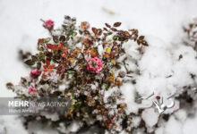 تصاویری از بارش برف در سردشت و قطور در روز چهارشنبه