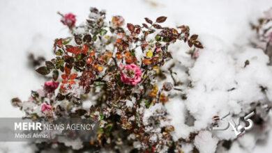 تصاویری از بارش برف در سردشت و قطور در روز چهارشنبه