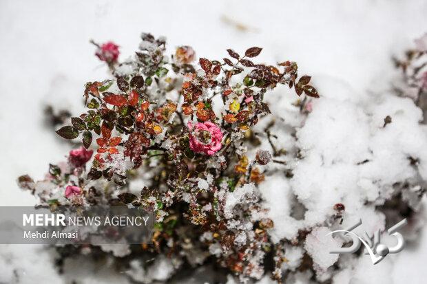 تصاویری از بارش برف در سردشت و قطور در روز چهارشنبه