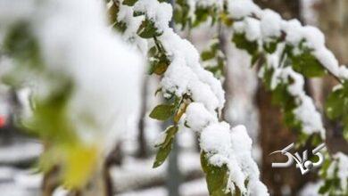 تصاویری از تداوم بارش برف در مناطق مختلف آذربایجان غربی