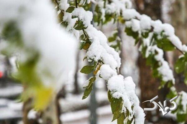 تصاویری از تداوم بارش برف در مناطق مختلف آذربایجان غربی