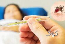 از ابتدای سال ۱۱۰۷ بیمار مبتلا به تب دنگی در کشور شناسایی شد/ صید پشه آئدس در ۱۱ استان