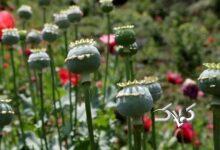 مطالعه‌ای که در رسانه‌های خارجی خبرساز شد/ مصریان باستان هم تریاکی بودند