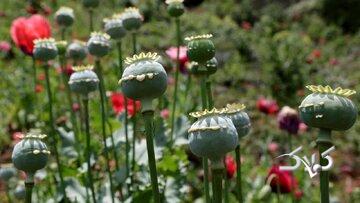 مطالعه‌ای که در رسانه‌های خارجی خبرساز شد/ مصریان باستان هم تریاکی بودند