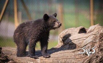 سرنوشت توله خرس گمشده پردیسان/ ضعف از ما بود که دوربینگذاریها دقیق نبود
