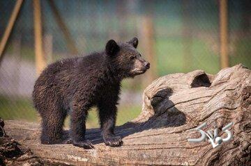 سرنوشت توله خرس گمشده پردیسان/ ضعف از ما بود که دوربینگذاریها دقیق نبود