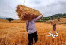 تغییر قیمت گندم جدی شد؟/ گندمکاران حتما بخوانند