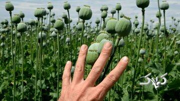 واکنش مقام سازمان غذا و دارو به درخواست رئیس این سازمان از طالبان برای خرید تریاک مکشوفه