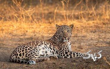 مشاهده یک قلاده پلنگ ایرانی در نزدیکی تهران/ عکس