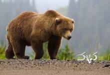 مشاهده یک قلاده خرس با دو توله در این استان/ عکس
