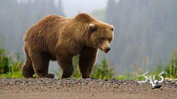 مشاهده یک قلاده خرس با دو توله در این استان/ عکس